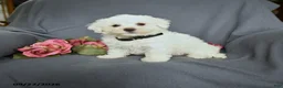 Bichon Frise dogs for sale: Leo - Ad 1