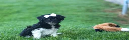 Havapoo dogs for sale: OWEN - Ad 10