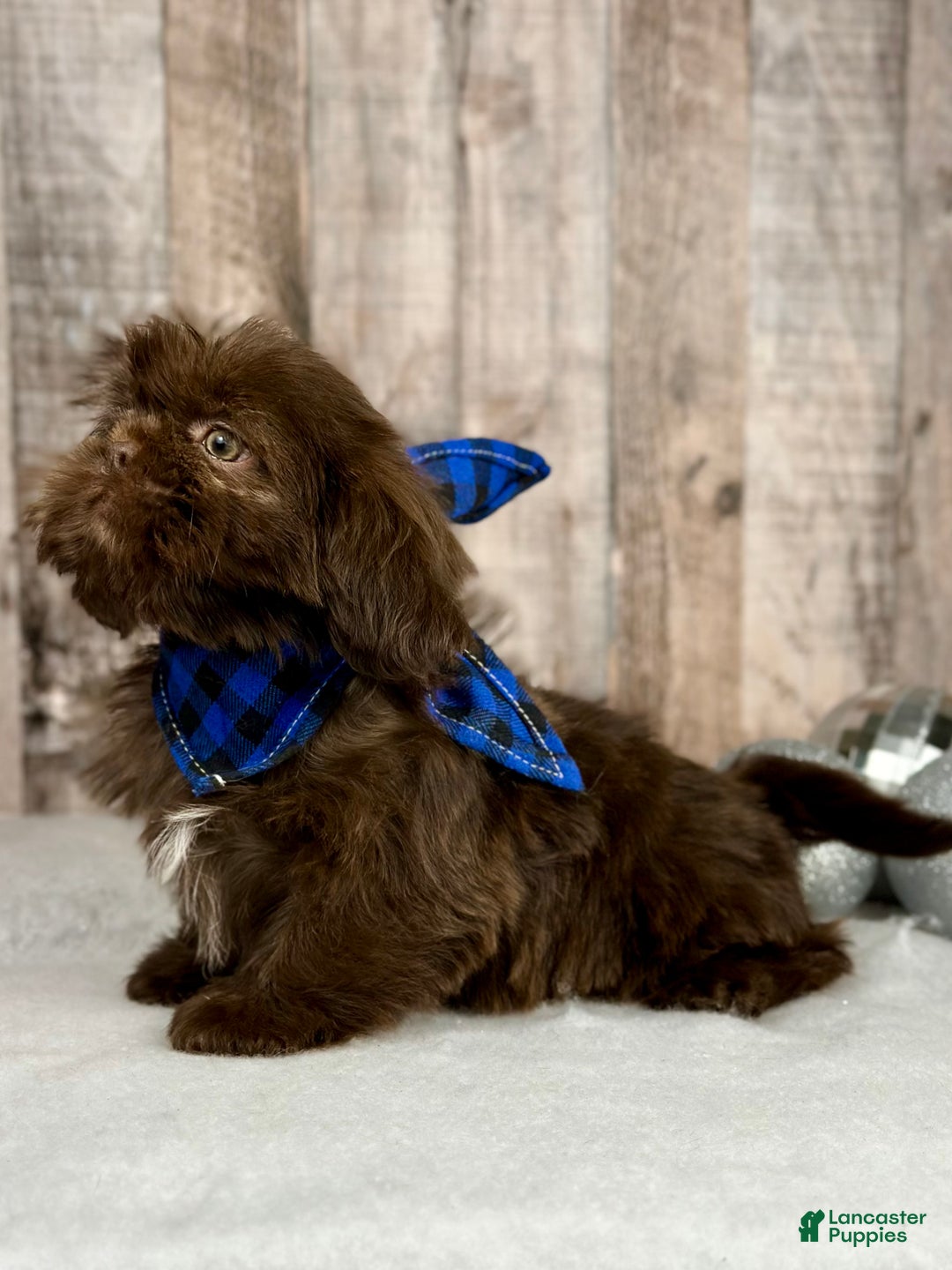 Shih Tzu dogs for sale: Hazel - Ad 2