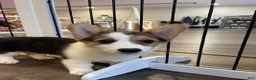 Welsh Corgi Pembroke dogs for sale: 🐾❤️Clarissa Corgi - Ad 9