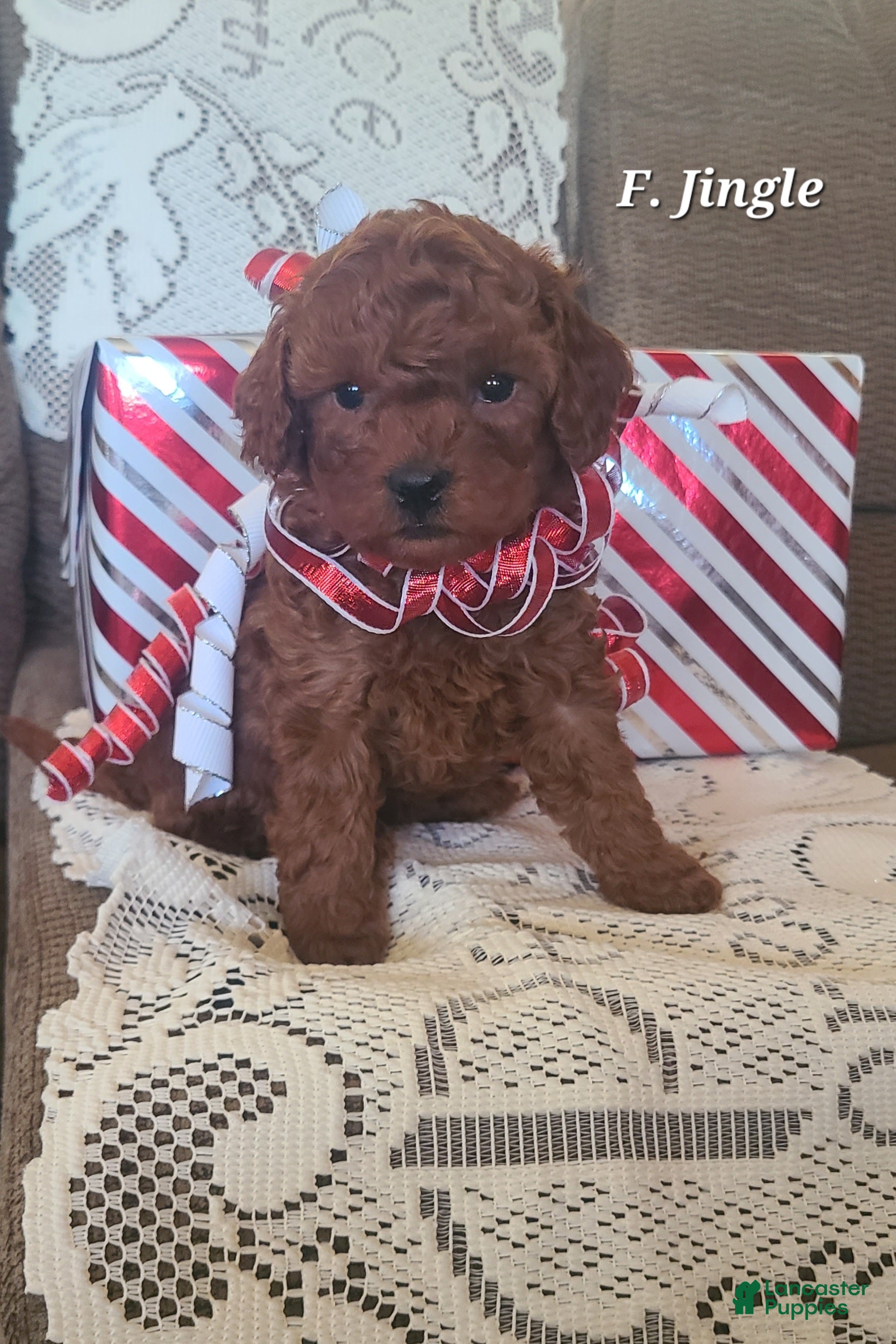 Miniature Poodle dogs Miniature Poodle Jingle  - Ad 4