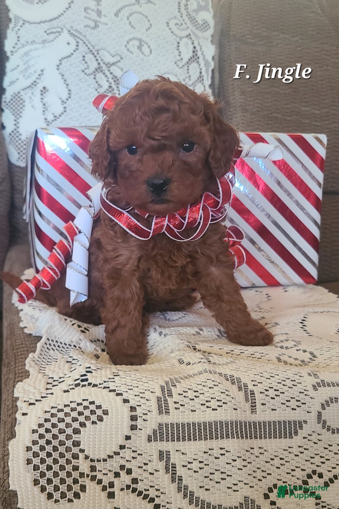 Miniature Poodle dogs for sale: Miniature Poodle Jingle  - Ad 1