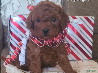Miniature Poodle dogs Miniature Poodle Jingle - Ad 4