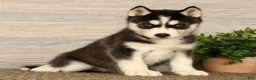Siberian Husky dogs for sale: Oreo - Ad 5