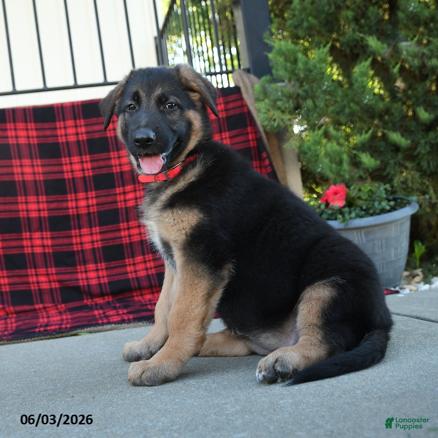 Mixed Breed dogs Robin  - Ad 2