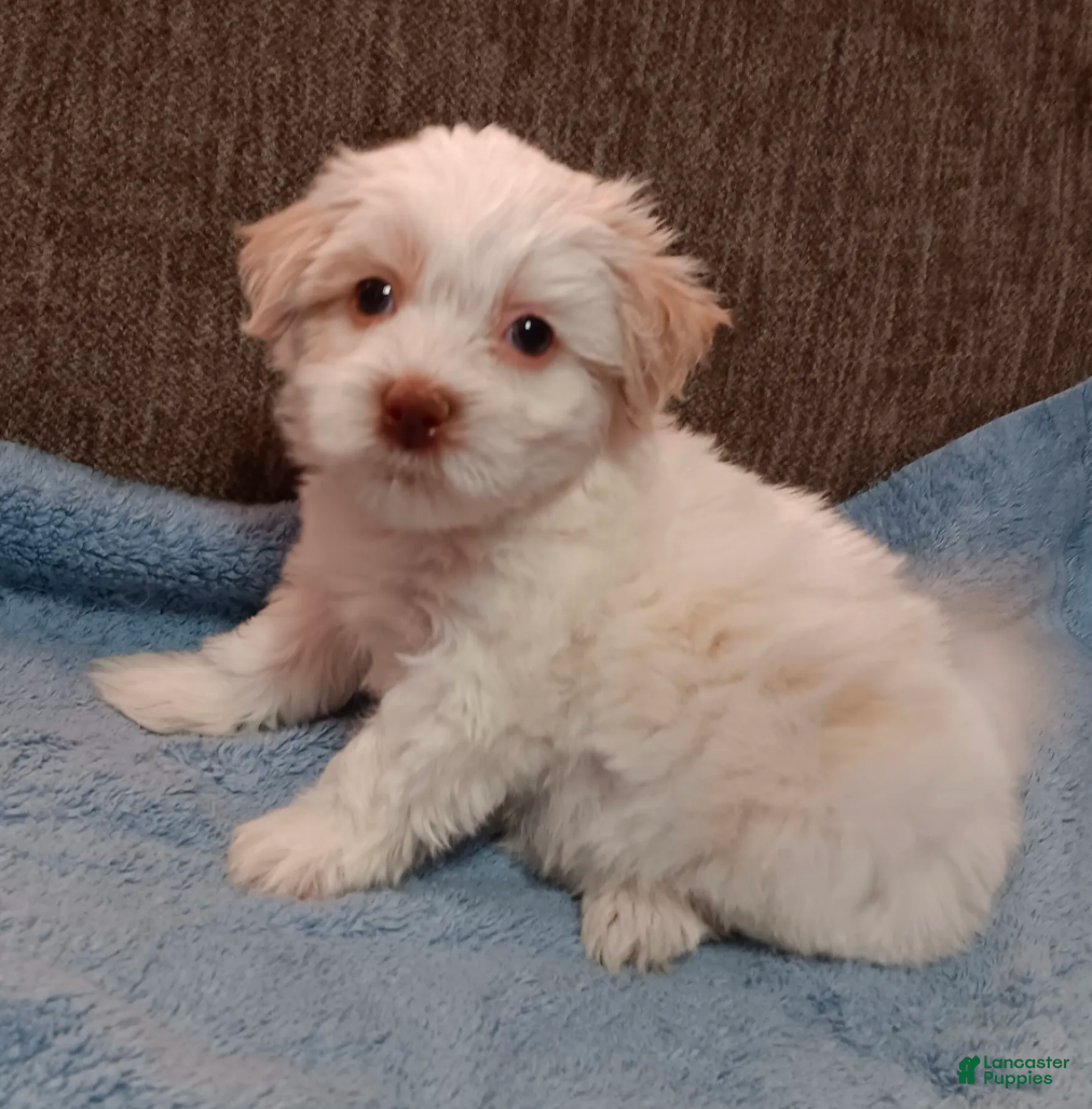 Teddy Bear dogs Tanner - Ad 1
