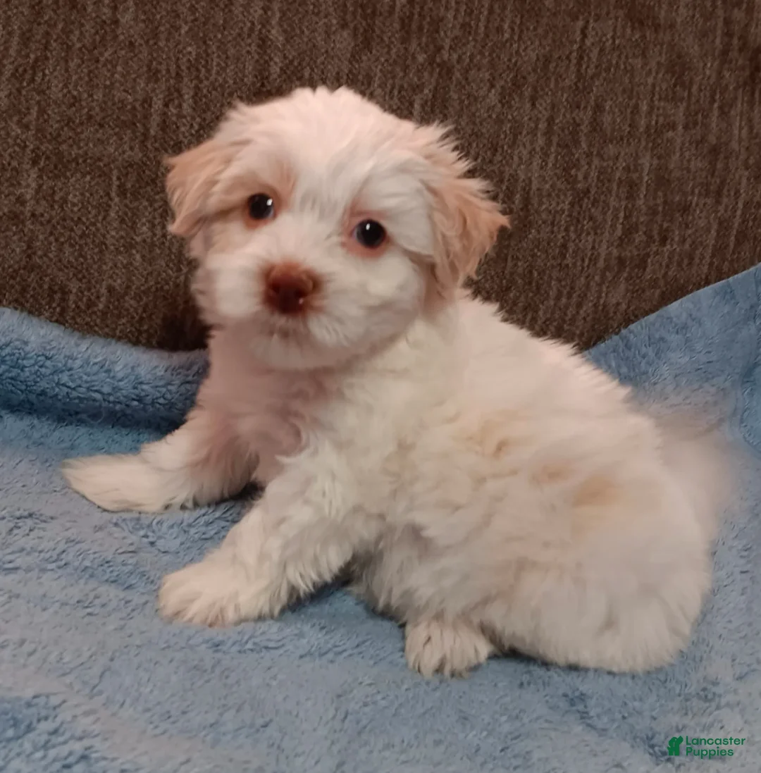 Teddy Bear dogs for sale: Tanner - Ad 1