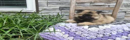 Keeshond dogs for sale: Dinah - Ad 1