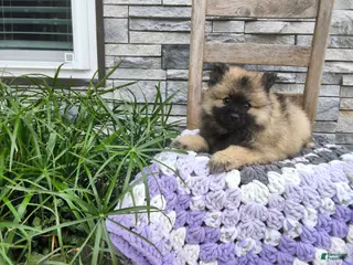 Keeshond dogs Dinah - Ad 4