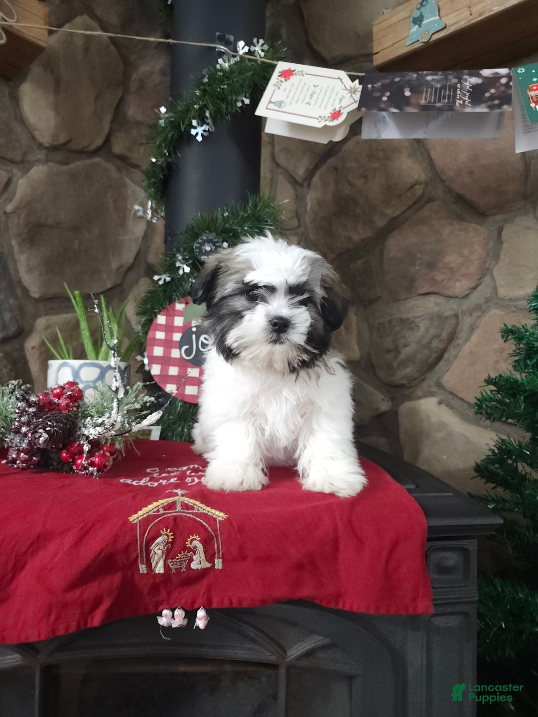 Mixed Breed dogs for sale: Sammy - Ad 3