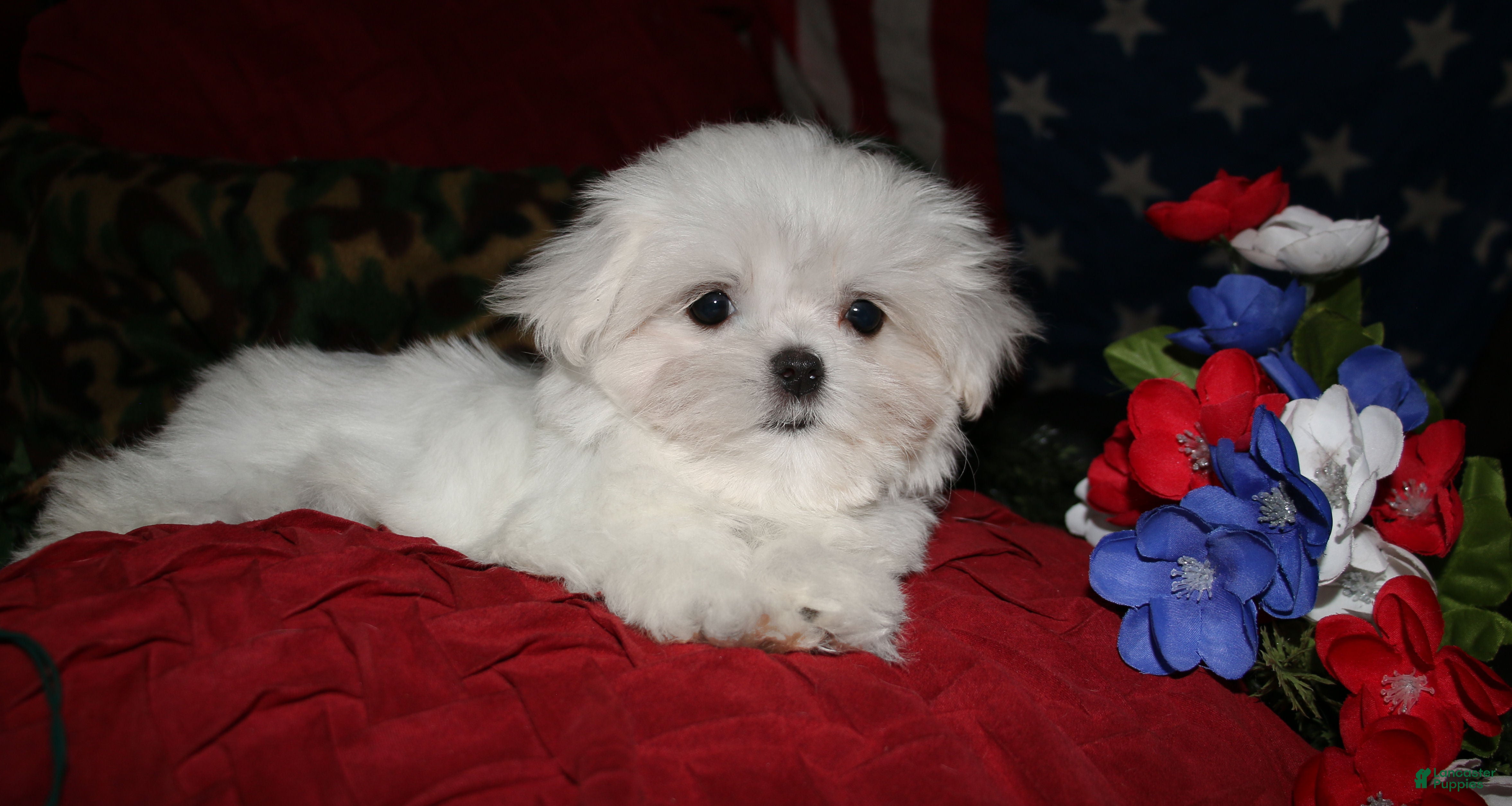 Maltese dogs Maci - Ad 2