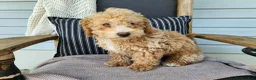 Mini Bernedoodle dogs for sale: Liam - Ad 9