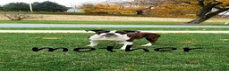 Boxer dogs for sale: Lilac  - Ad 6