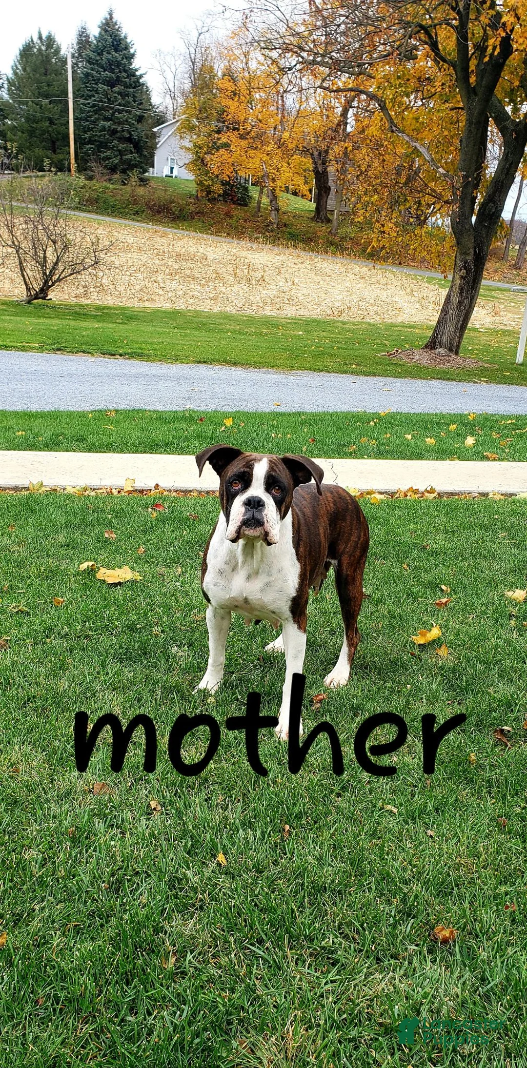 Boxer dogs for sale: Lilac  - Ad 6