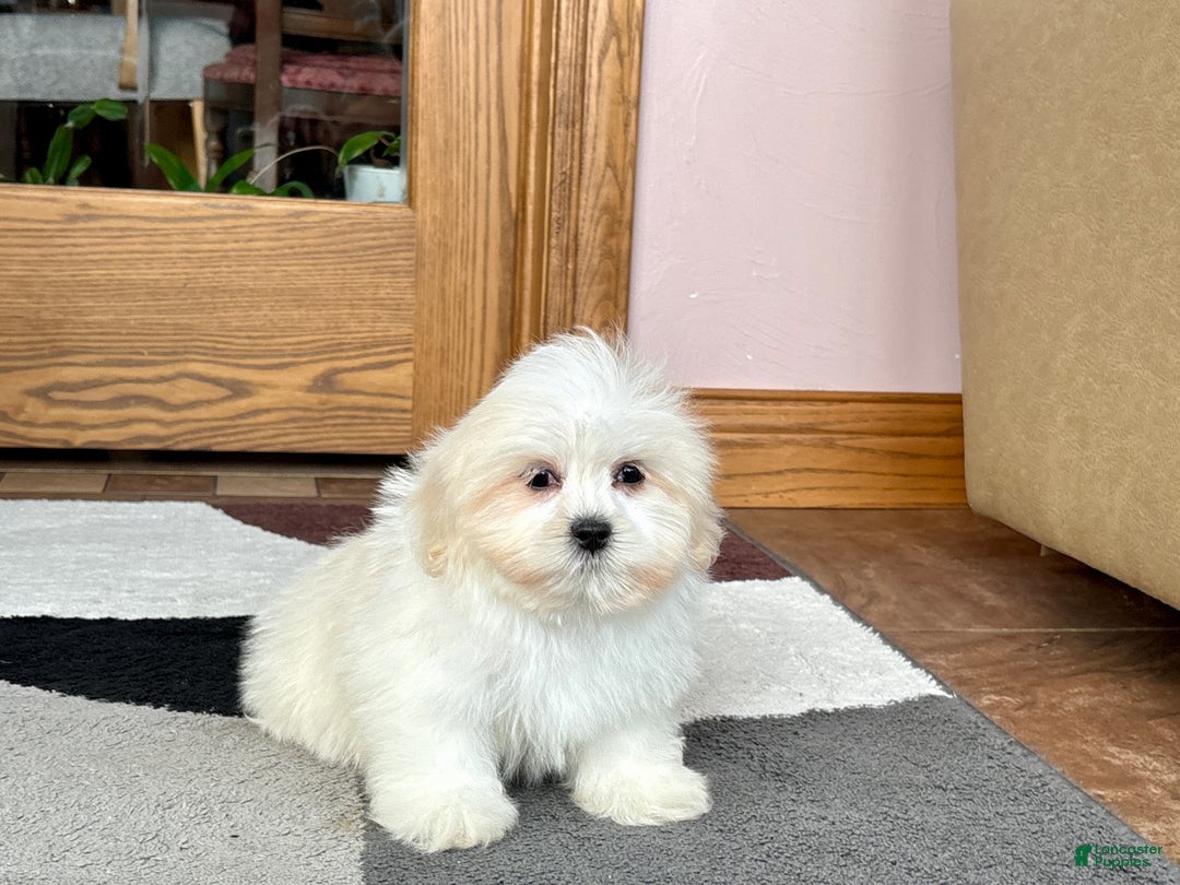 Lhasa Apso dogs for sale: Laura - Ad 4
