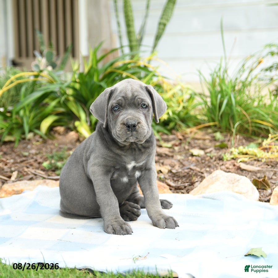 Cane Corso dogs Wallace - Ad 1