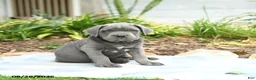Cane Corso dogs for sale: Wallace - Ad 1