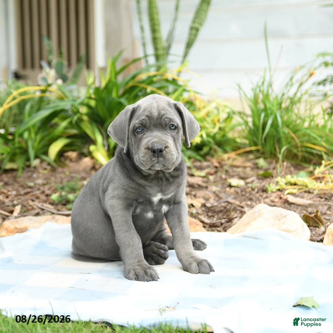Cane Corso dogs for sale: Wallace - Ad 1