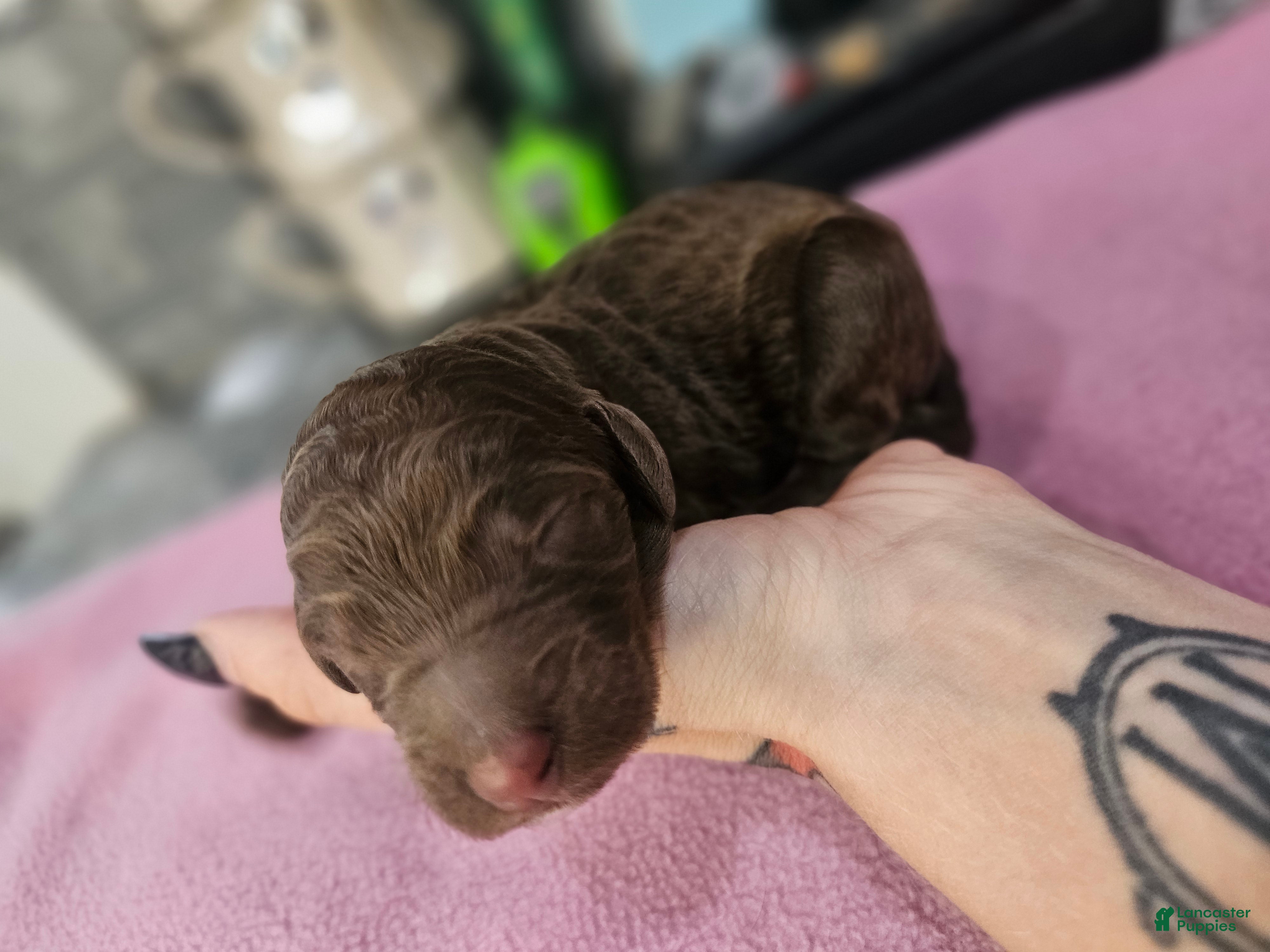 Standard Poodle dogs Michael Scott - Ad 2