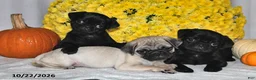 Pug dogs for sale: Shadow - Ad 5