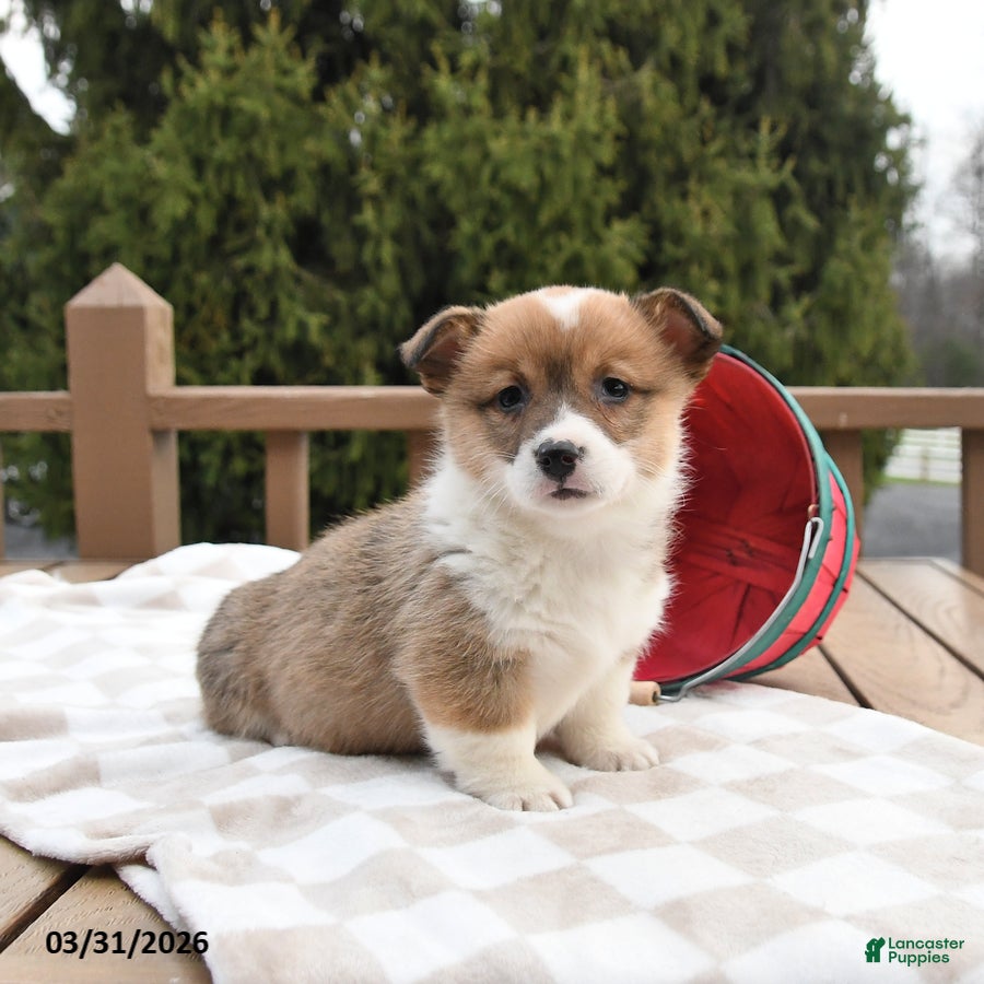 Welsh Corgi Pembroke dogs Sadie - Ad 2