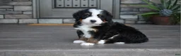 Mini Bernedoodle dogs for sale: Chip - Ad 7
