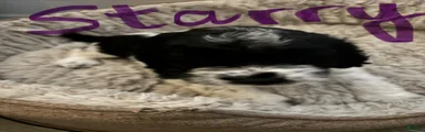 Cockapoo 3