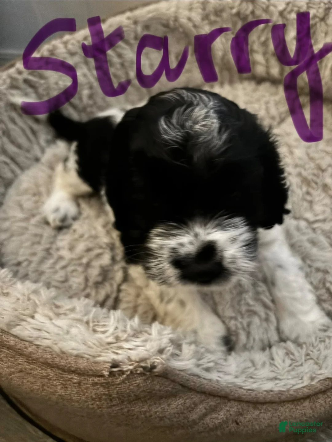 Cockapoo dogs for sale: Cockapoo 3 - Ad 1