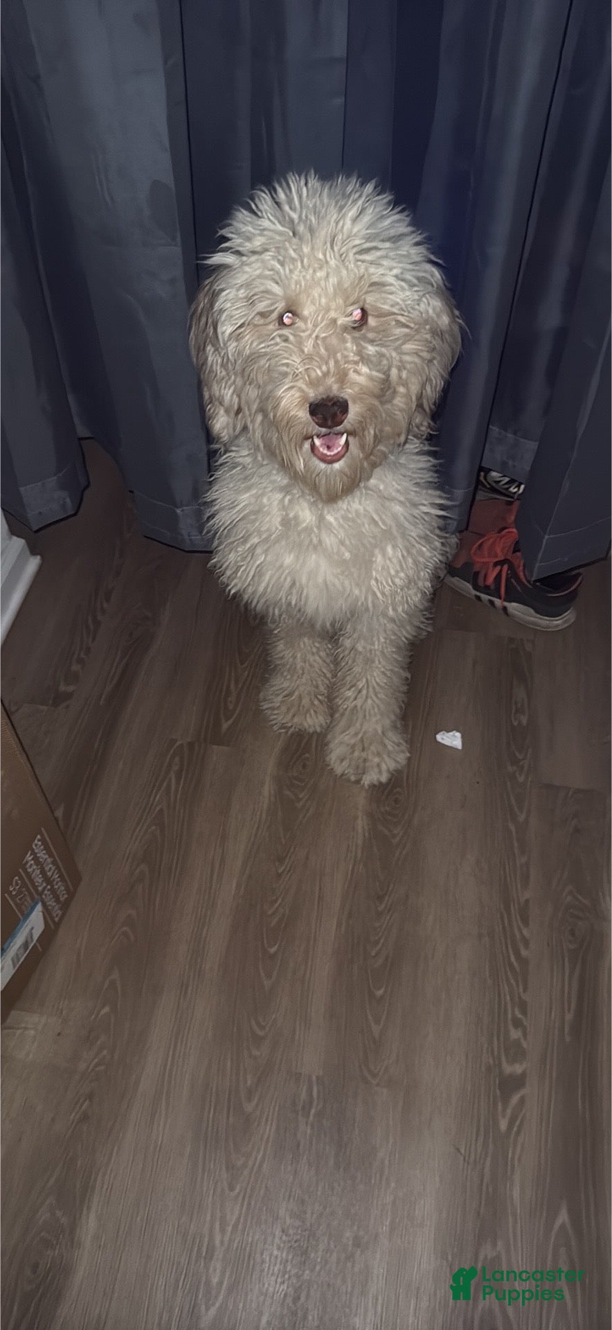 Labradoodle dogs Labradoodle 1 - Ad 3