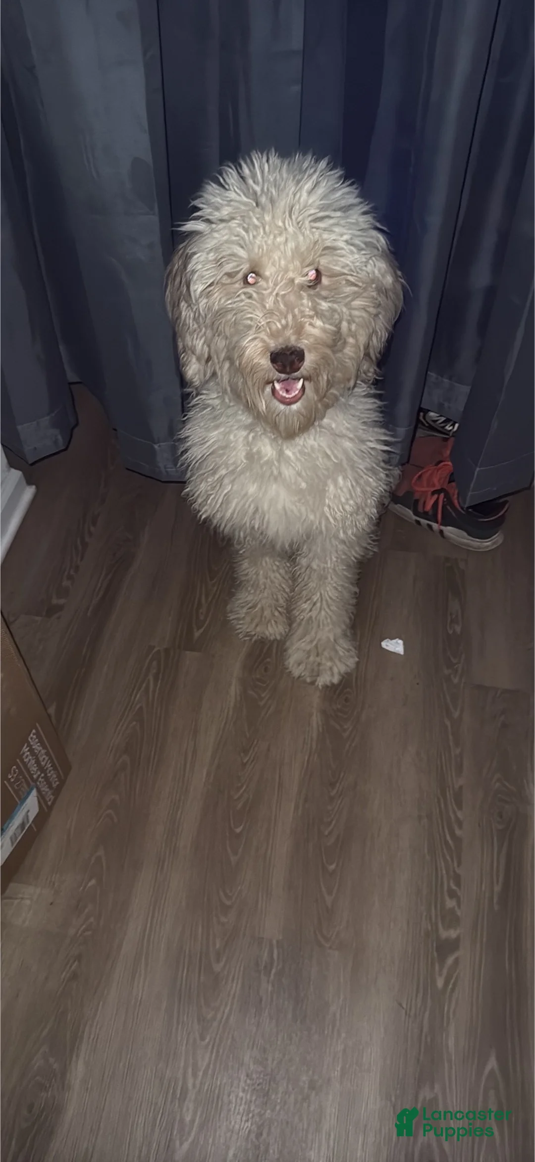 Labradoodle dogs for sale: Labradoodle 1 - Ad 1