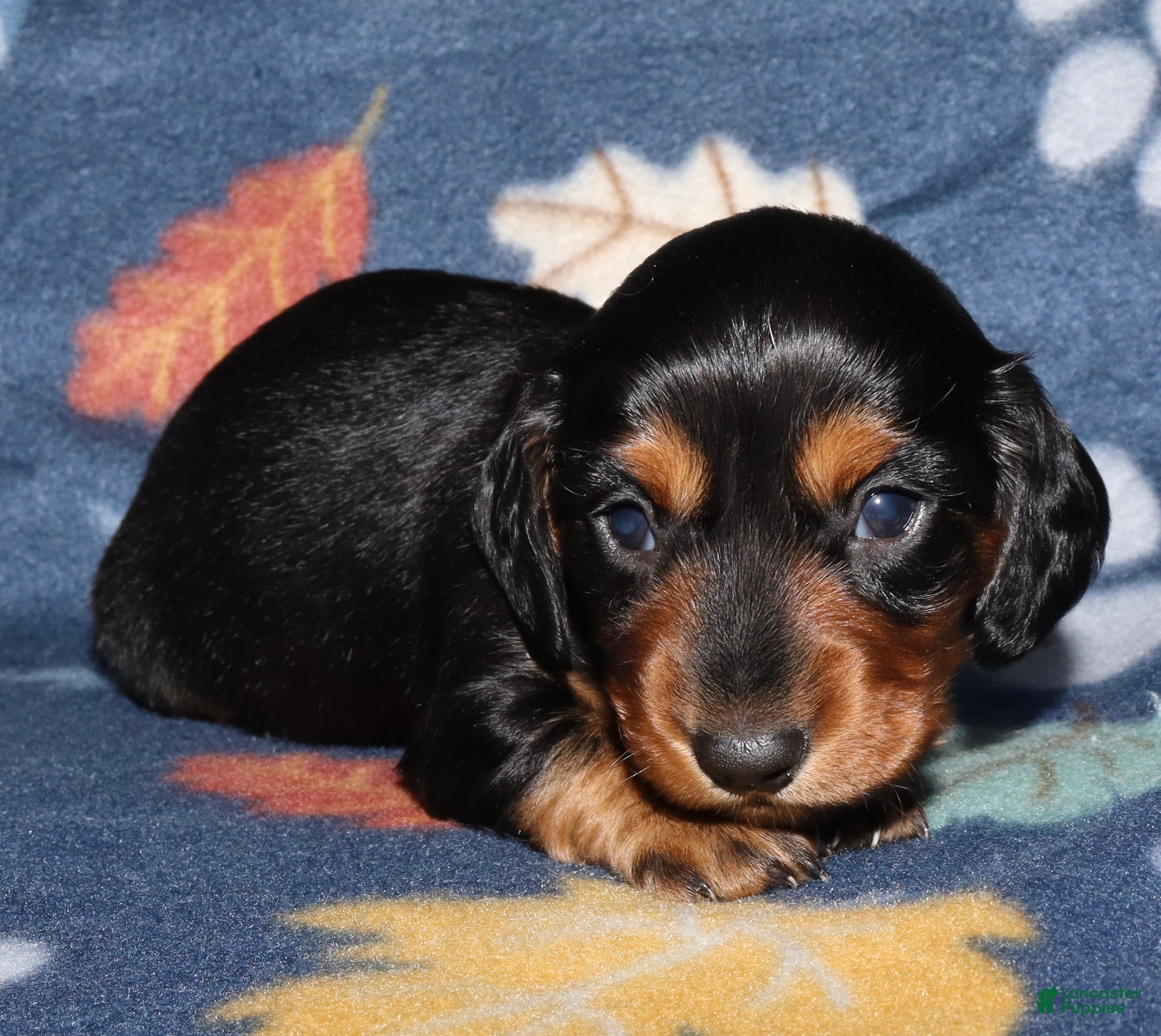 Miniature Dachshund dogs Flossy’s male - Ad 15