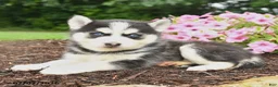 Pomsky dogs for sale: Edward - Ad 3