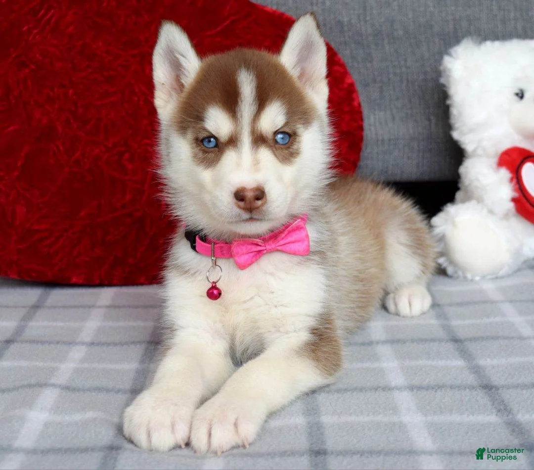 Siberian Husky dogs for sale: Cassie - Ad 3