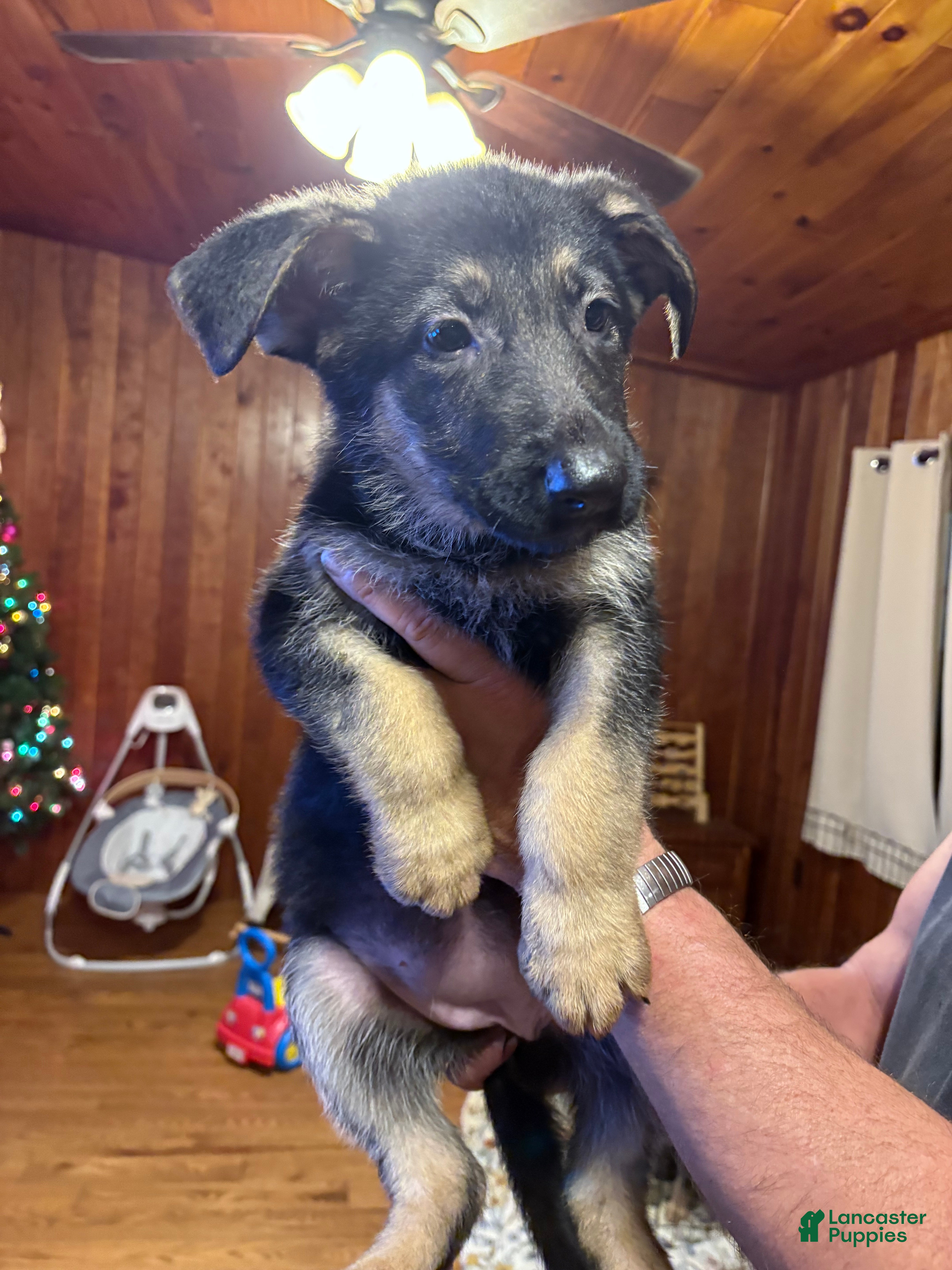 German Shepherd dogs Maggie - Ad 16