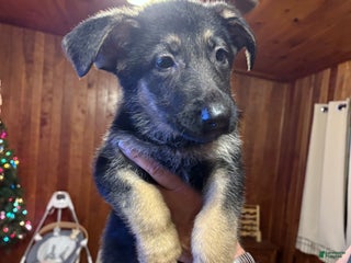 German Shepherd dogs Maggie - Ad 39