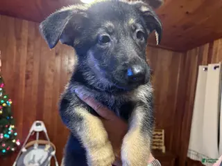 German Shepherd dogs Maggie - Ad 21