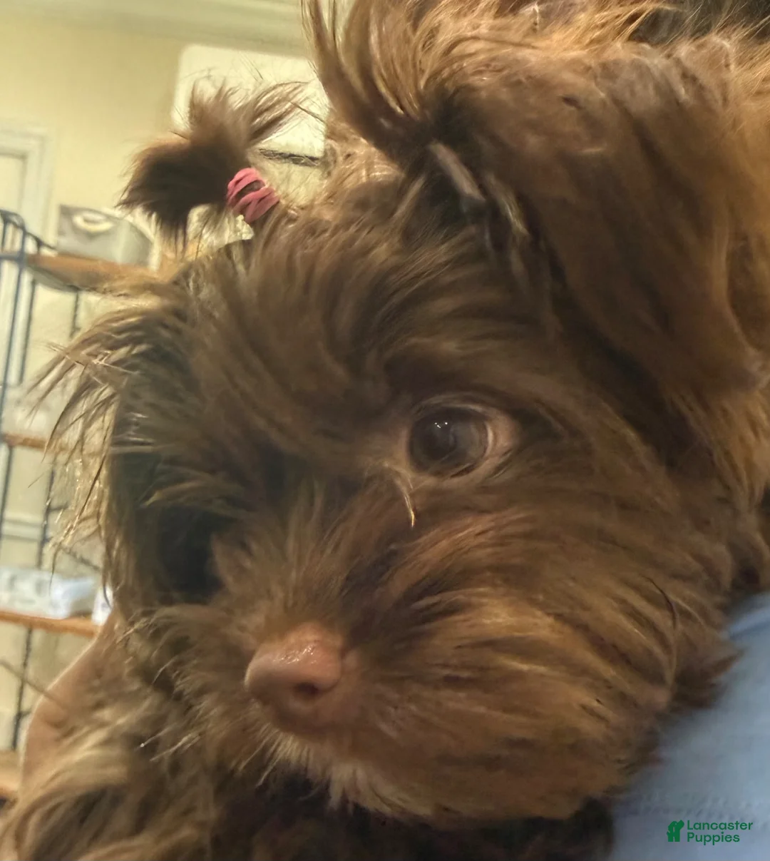 Yorkshire Terrier dogs for sale: Mars - Ad 48
