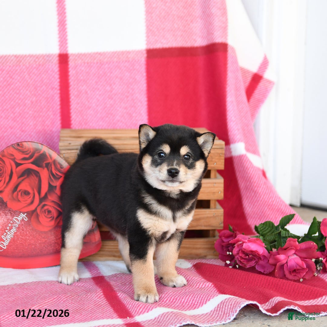 Shiba Inu dogs for sale: Barbie - Ad 3