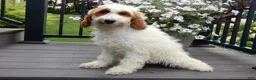 Mini Goldendoodle dogs for sale: Princess-MEDIUM - Ad 3