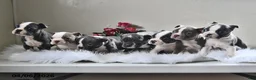 Boston Terrier dogs for sale: Missy - Ad 5