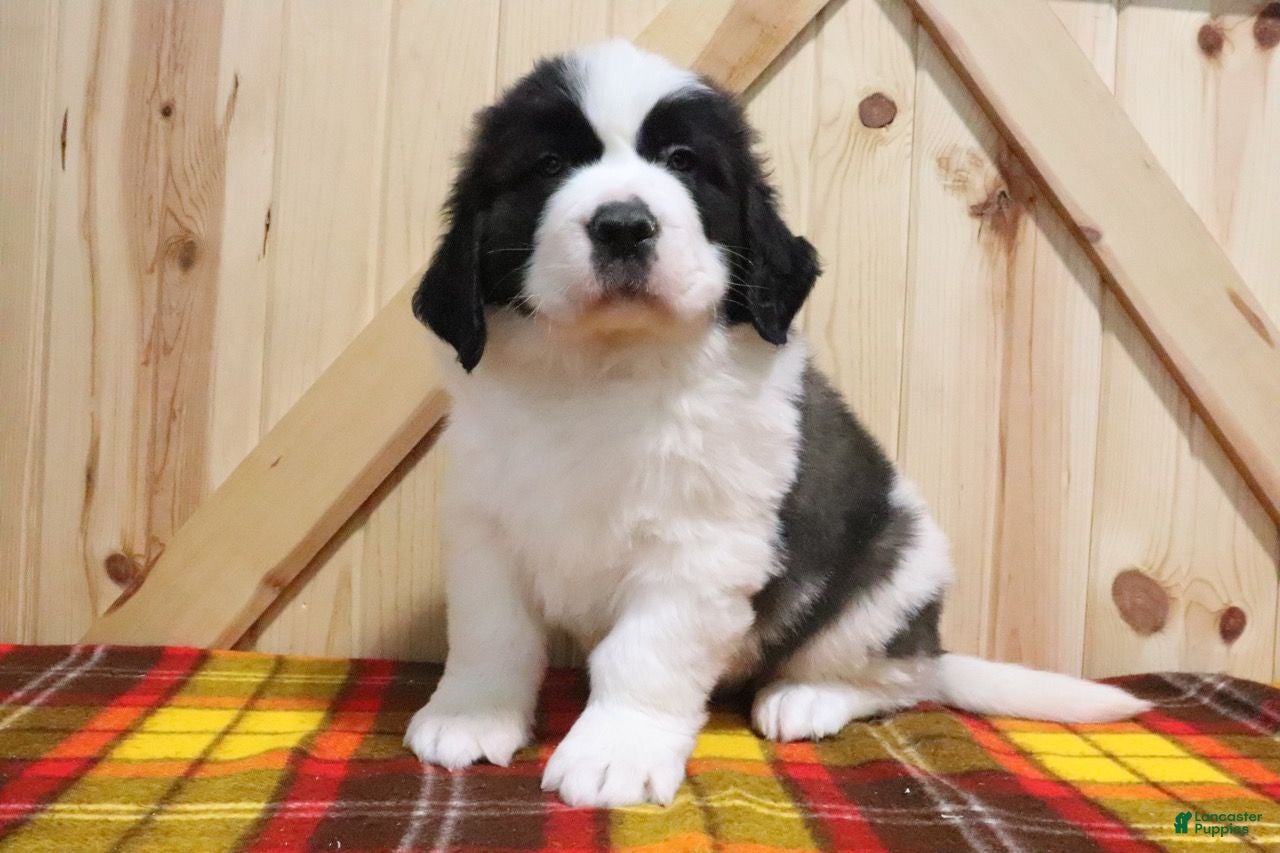 Saint Bernard dogs Bear - Ad 6