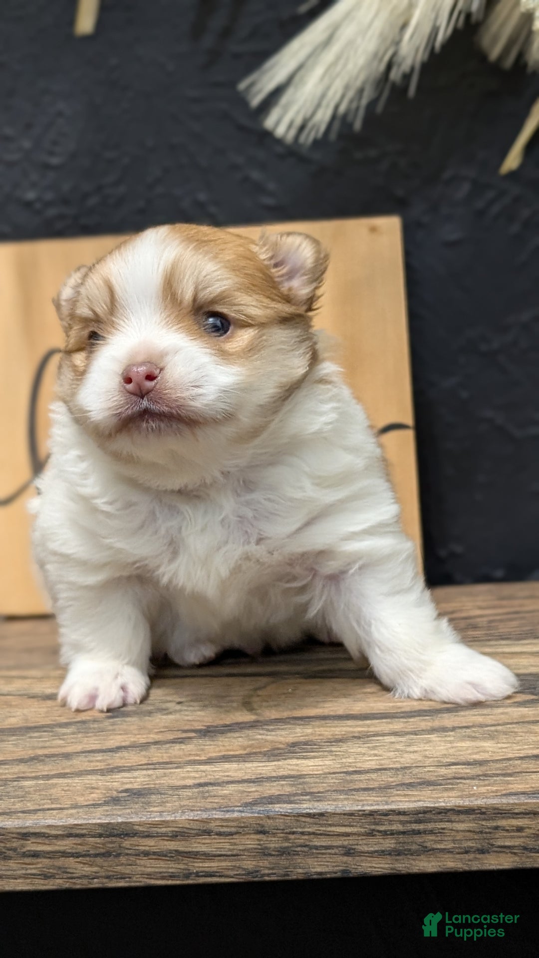 Pomeranian dogs for sale: Yeti  - Ad 2