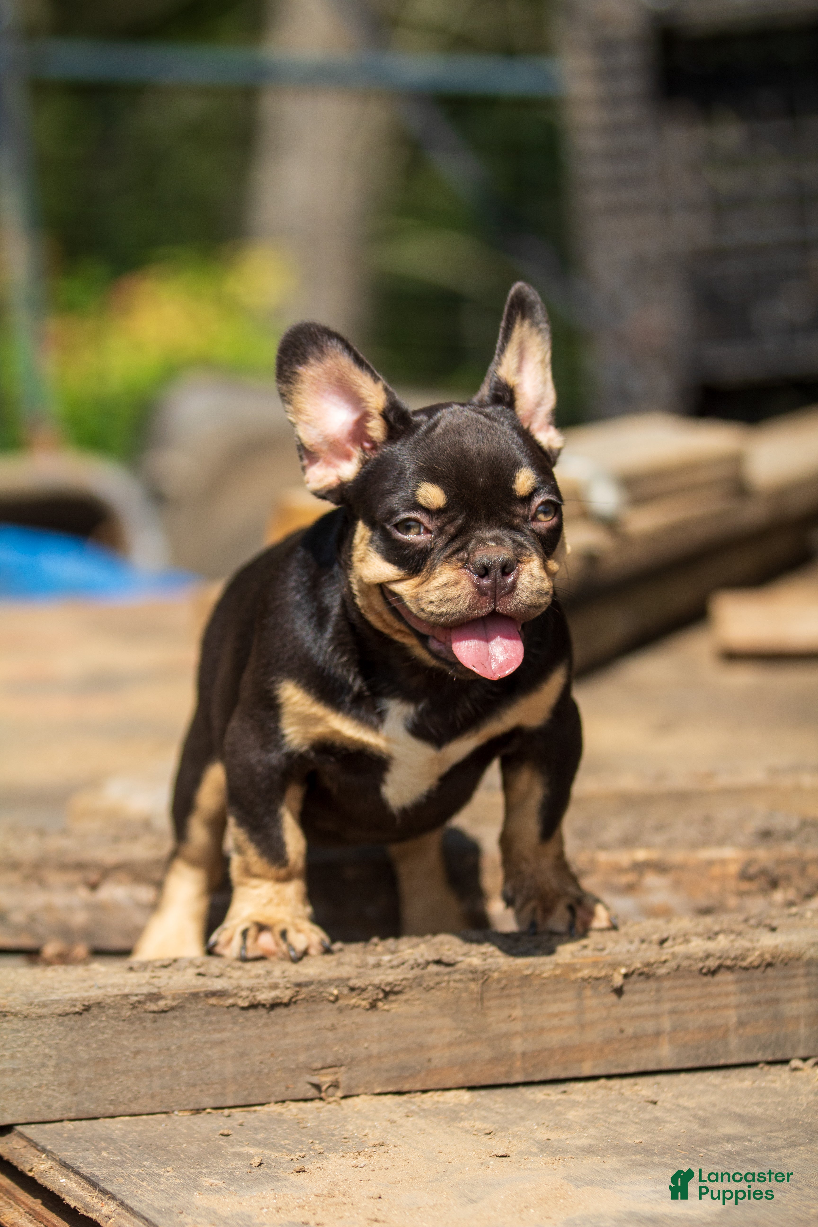 French Bulldog dogs French Bulldog 2 - Ad 41