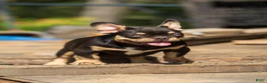 French Bulldog 2