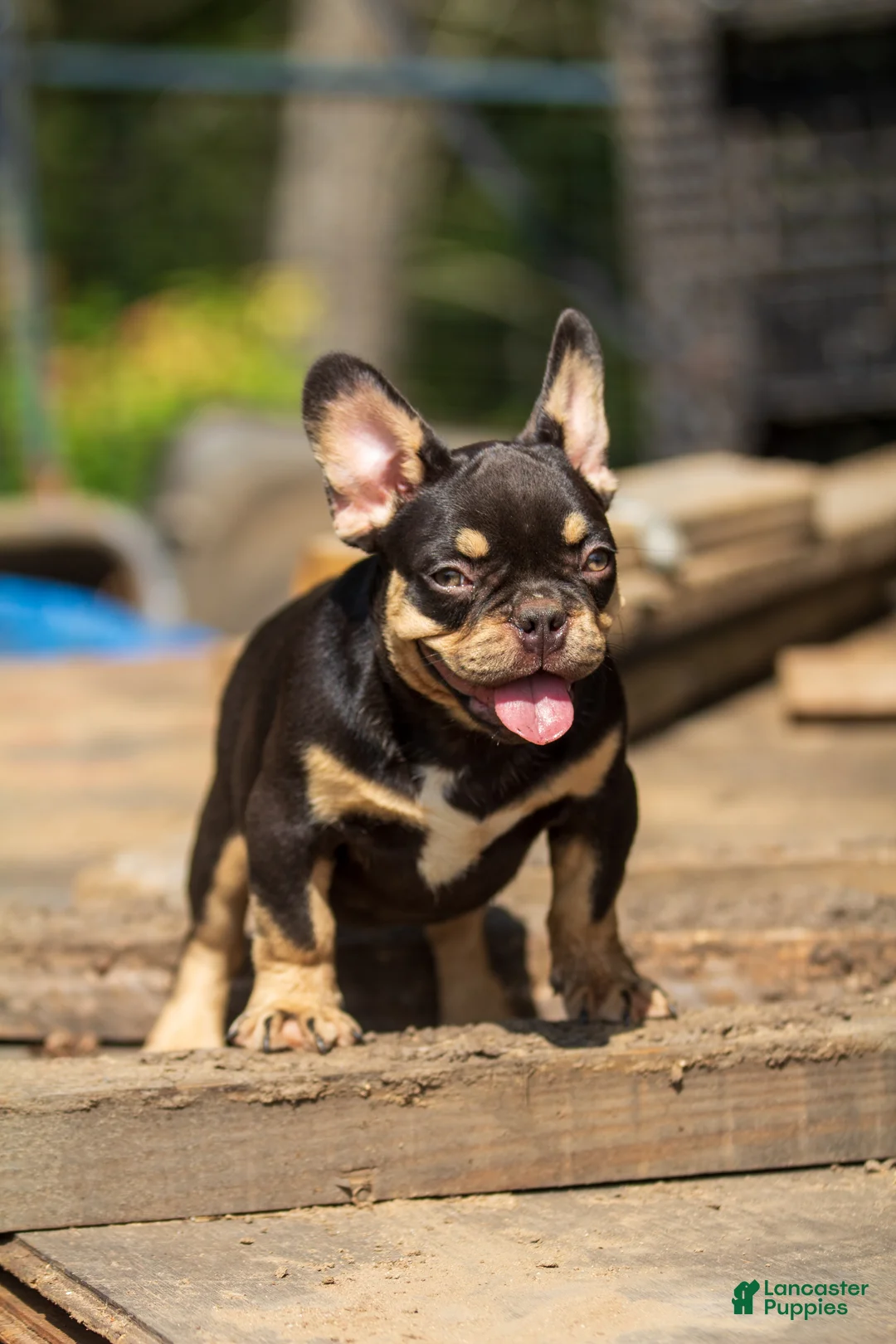 French Bulldog dogs for sale: French Bulldog 2 - Ad 1