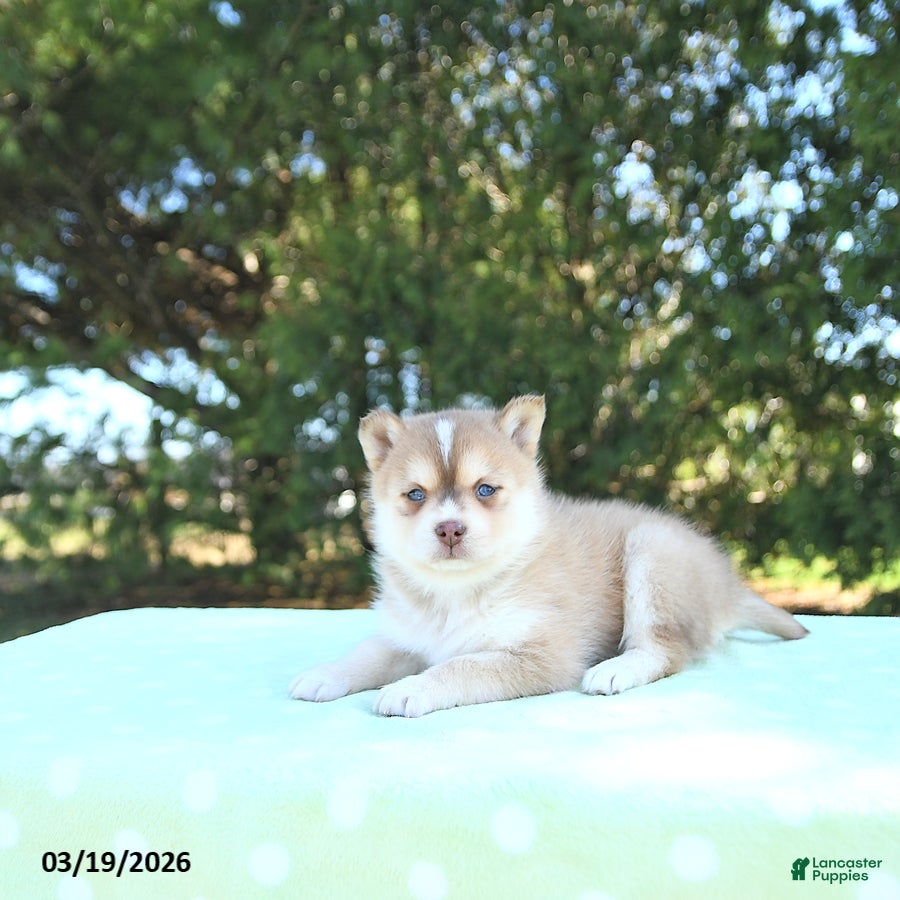 Pomsky dogs Harper - Ad 2