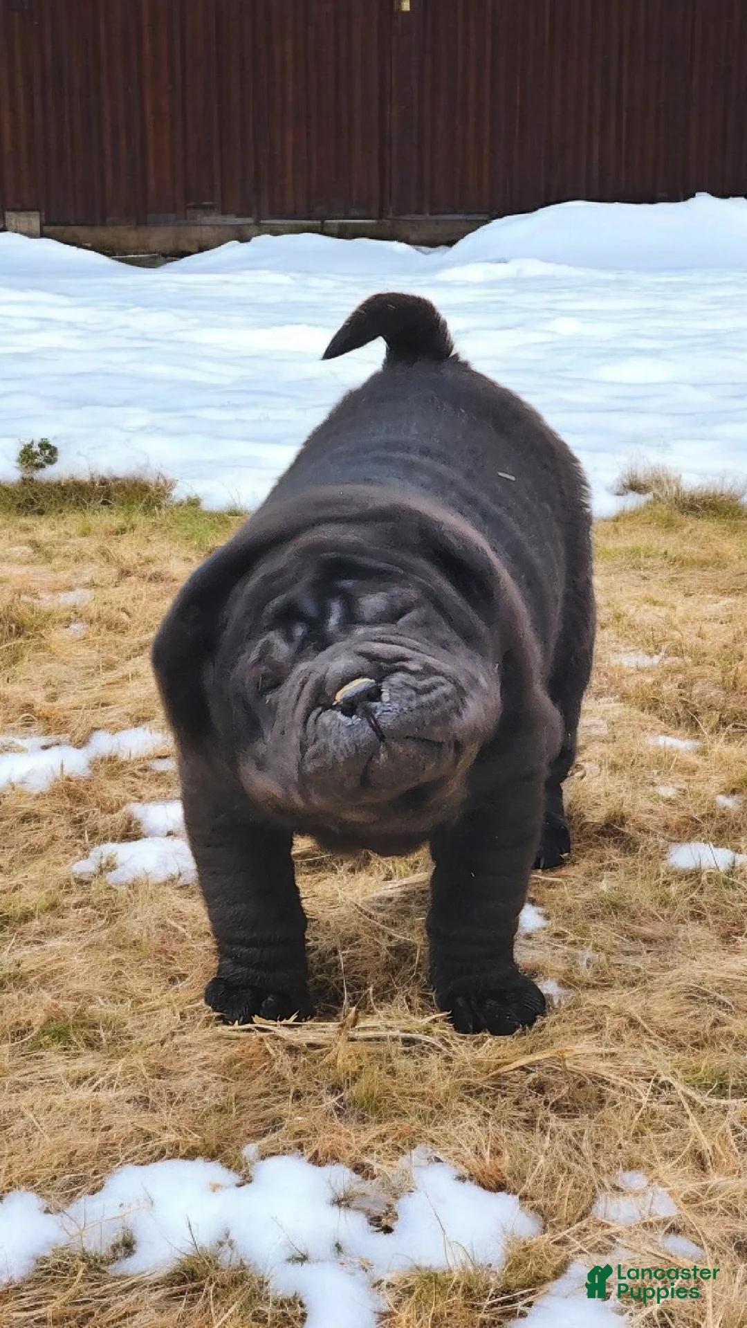 Shar Pei dogs for sale: Raven mini  - Ad 26