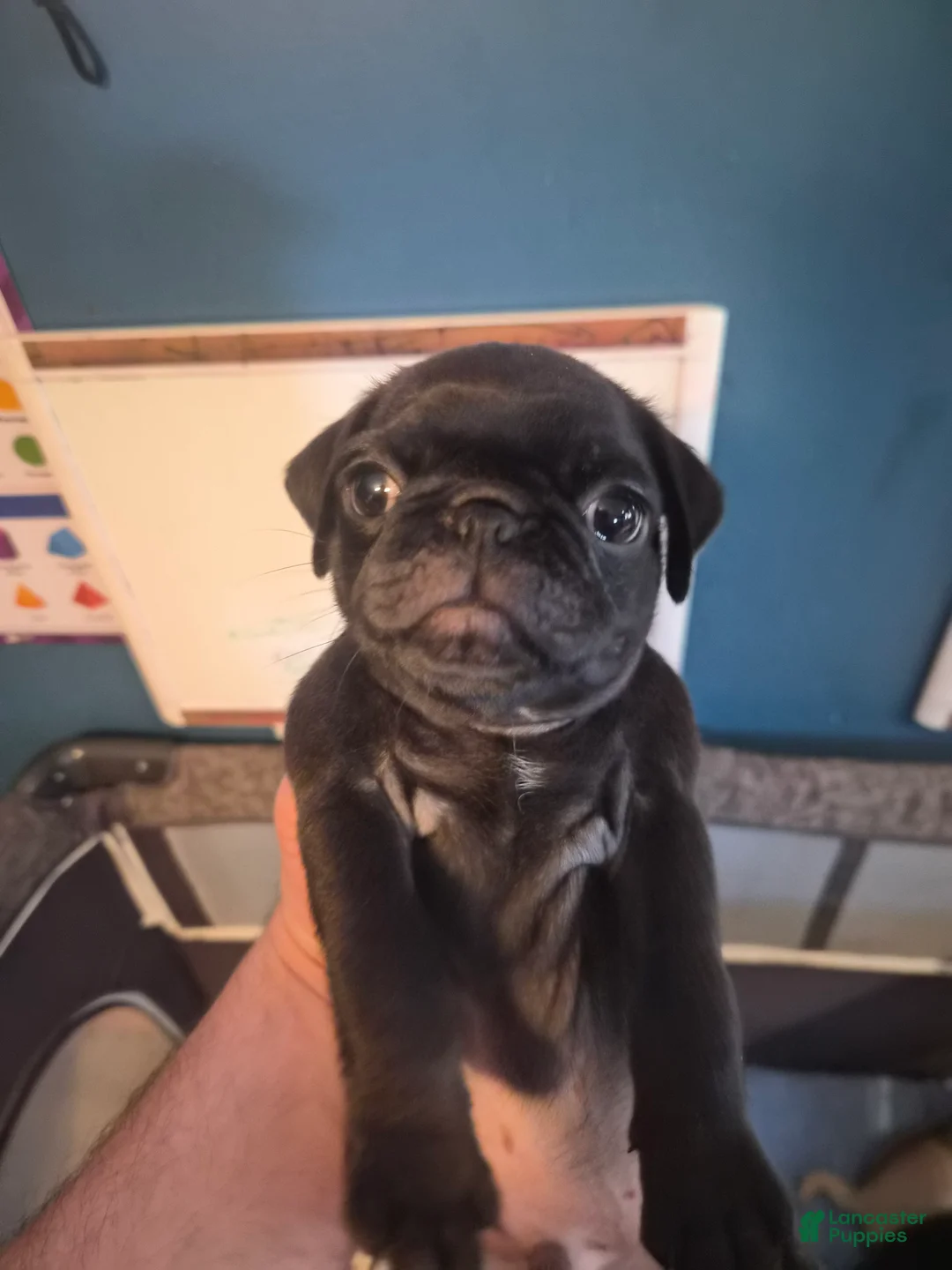 Pug dogs for sale: Mr. French fry  - Ad 1