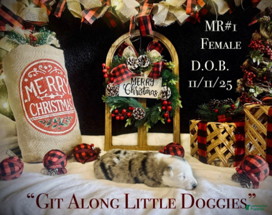 Australian Shepherd dogs for sale: MR#1 - Ad 6