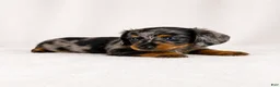 Miniature Dachshund dogs for sale: Gia - Ad 2